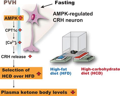 Homeostatic Versus Hedonic Control Of Carbohydrate Selection