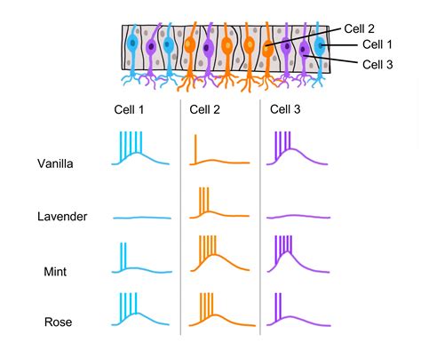 Olfactory System Introduction To Neuroscience