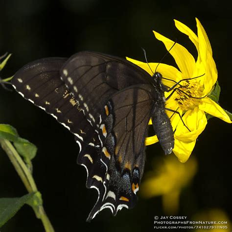 Aberrant Female Eastern Tiger Swallowtail Papilio Glaucus Bugguide Net