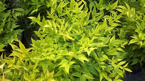 Nandina Domestica Lemlim Pbr Magical Lemon Lime R Plant Select