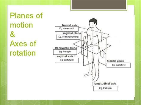 Biomechanics Introduction Planes Of Motion Axes Of Rotation