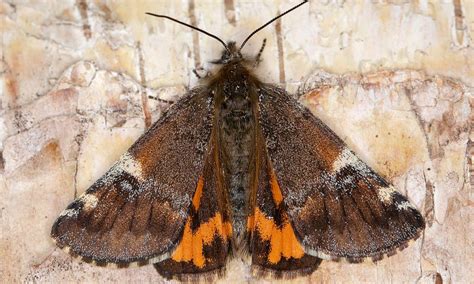 orange underwing