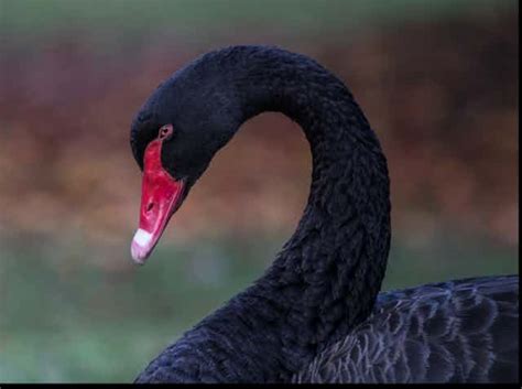 Coronavirus Is Significant But Is It A True Black Swan Event