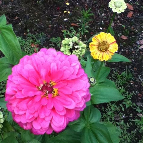 Zinnias