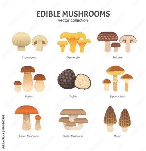 Types Of Wild Mushrooms