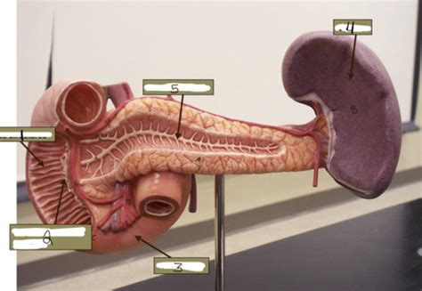 Pancreas And Spleen Flashcards Quizlet