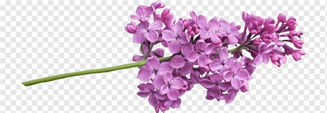 Lilac Others Purple Violet Plant Stem Png Pngwing