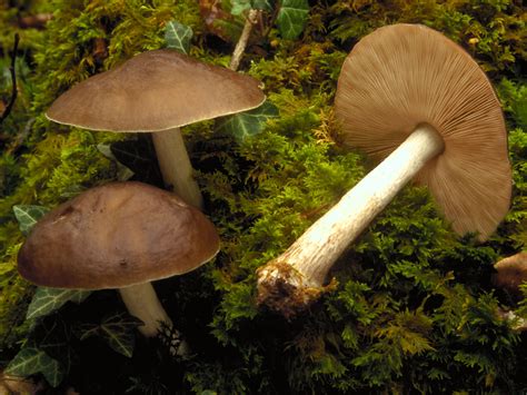 Pluteus Cervinus