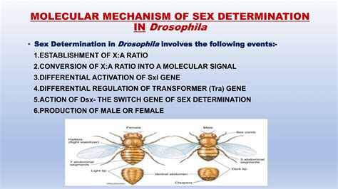 Molecular Mechanism Of Sex Determination In Drosophila Pptx