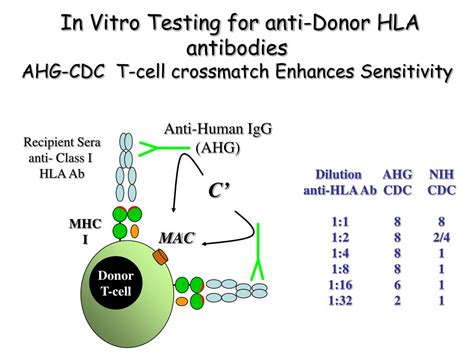 Ppt Transplant Immunology Powerpoint Presentation Free Download Id