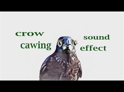 How A Crow Cawing - Sound Effect - Animation | Animal sounds, Animated animals, Animal life cycles