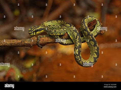 Sri Lankan Green Pit Viper Trimeresurus Trigonocephalus Adult On Low