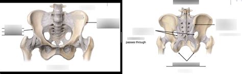 Diagram Of Pelvic Girdle Diagram Quizlet