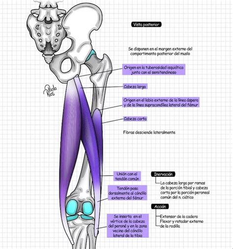 Pin de almendra lopez en planer kinesiologo Anatomía médica Anatomia