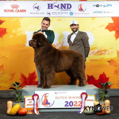 Pin by 𝕊𝕠𝕡𝕙 on Show dogs Dogs Royal canin Breeds