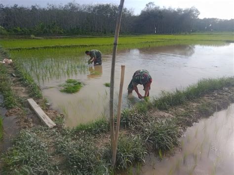 Infopublik Tingkatkan Ketahanan Pangan Babinsa Bantu Petani Tanam Padi