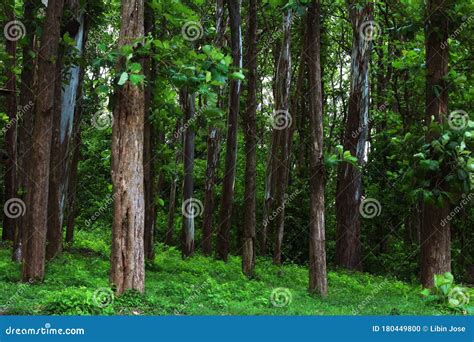 Teak Trees In An Agricultural Forest In Kerala India Stock Photo