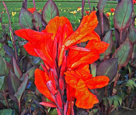 Канна ред кинг хамберт фото и описание