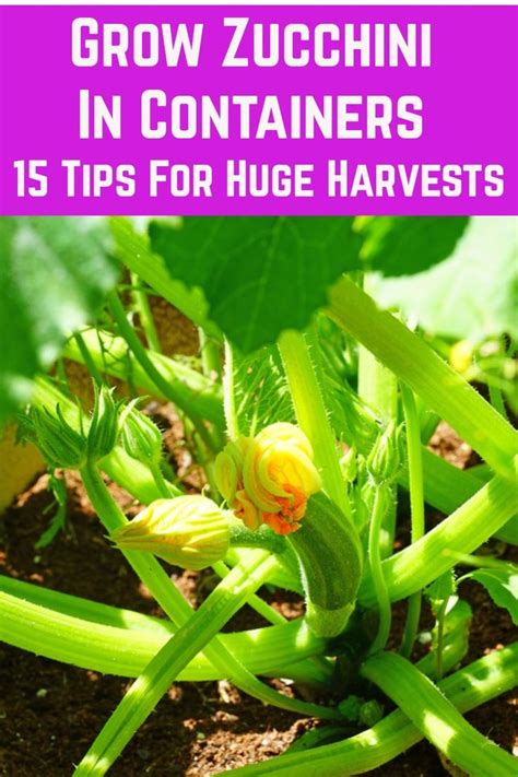 Grow Zucchini In Containers 15 Tips For Huge Harvests Container