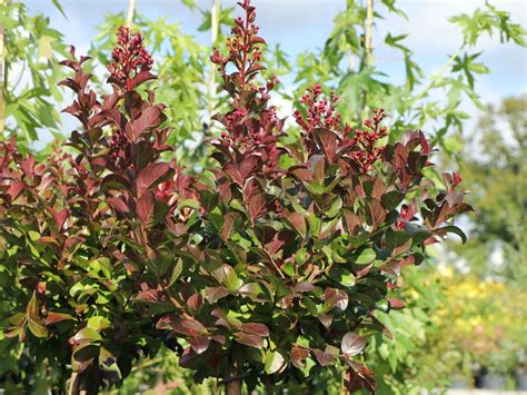 Chinesische Kr Uselmyrte Cordon Blue Lagerstroemia Indicia Cordon