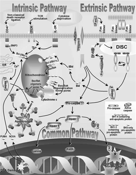 The Intrinsic And Extrinsic Signalling Pathways For Apoptosis Typical