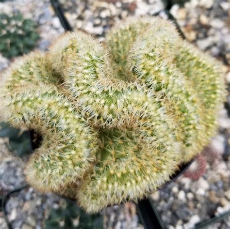 Mammillaria Elongata Cristata Planet Desert