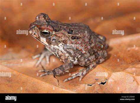 Juvenile Cane Toad Bufo Marinus Panama Central America Barro Colorado Island On Leaf On