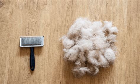 The Science Of Shedding How To Manage Your Dogs Hair Effectively