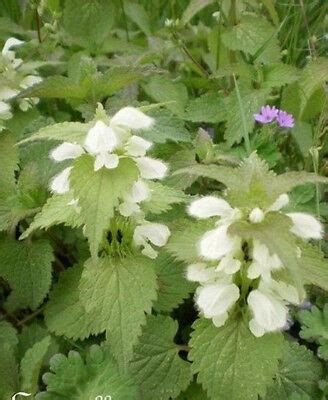 Lamier Blanc Ou Ortie Lamium Album Graines Collection Aromatique