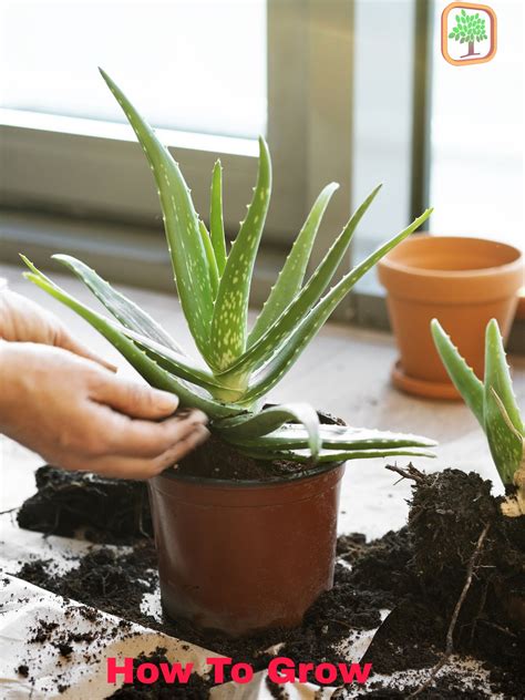 Full Grown Aloe Vera Plant Back Gardener