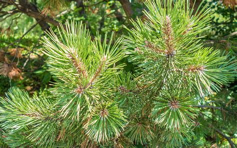 Identifier les arbres et les arbustes du Québec Les conifères Où