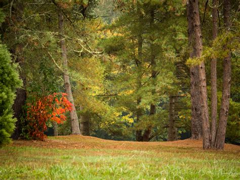 Fall Trees & Finding the Beauty in Decay - Bloedel Reserve