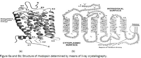 Structural and Functional Analysis of Rhodopsin- A G- Protein Coupled ...