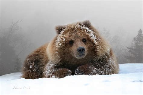 Grizzly Cub Portrait Photograph by Shane Lamb