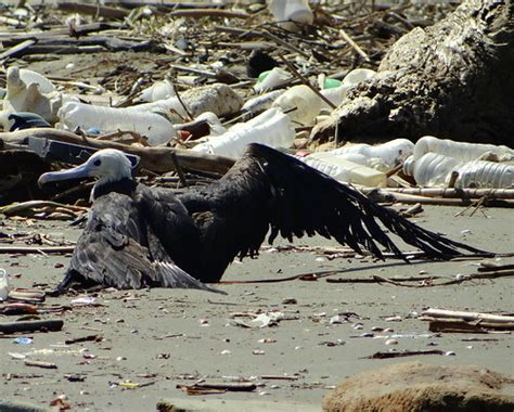 2 Tijereta De Mar Magnificent Frigatebird Fregata Magni Flickr