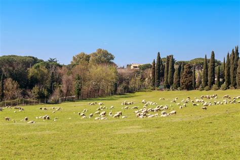 Flock Of Sheep In Rome Stock Photo Image Of Fauna Appian 135463794