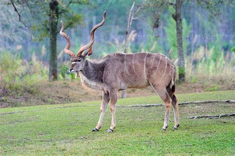 giant eland view 8343910 Stock Photo at Vecteezy