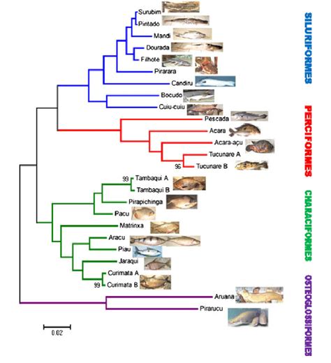 Neighbour-Joining tree constructed based on 12S gene haplotypes ... 