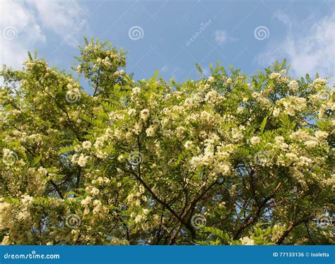 White Acacia Flowers Stock Photo Image Of Foliage Leaf 77133136