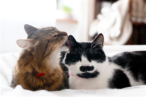 Two Cute Cats Grooming On White Bed In Sunny Stylish Room Maine Coon Licking And Cleaning His