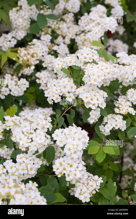 Spiraea x vanhouttei Stock Photo - Alamy