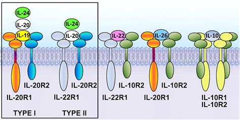 Structural Basis For Receptor Sharing And Activation By Interleukin 20