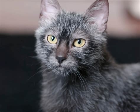 Ликой - ласковые, добрые и очень дружелюбные коты и кошки