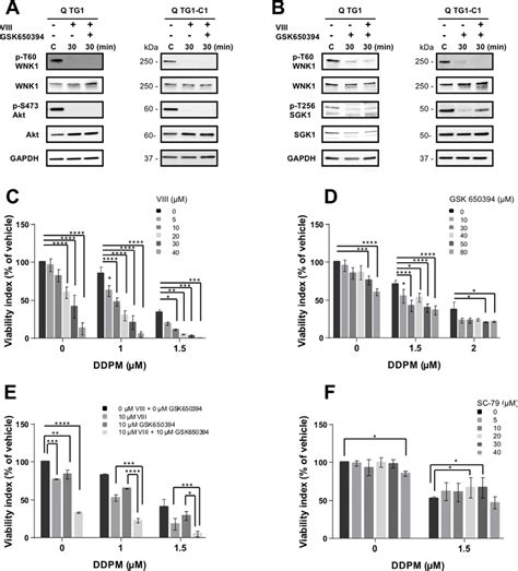 Modulation Of Akt And Sgk1 Impacts Wnk1 T60 Phosphorylation And Ddpm