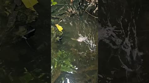 I Tried Futuristic Fishing Techniques Shorts Fishing Fishing