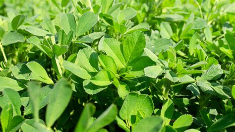 2021 Alfalfa Variety Ratings Now Available Mid West Farm Report