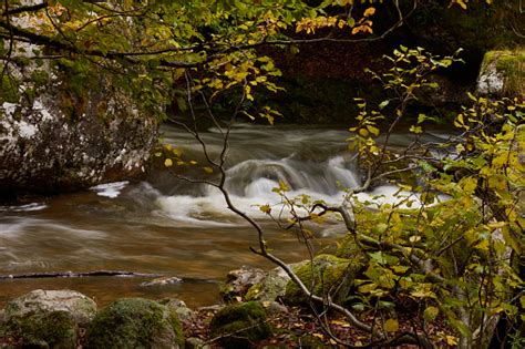 Photo Libre De Droit De Les Couleurs De Lautomne Dans La Hêtraie Sur La