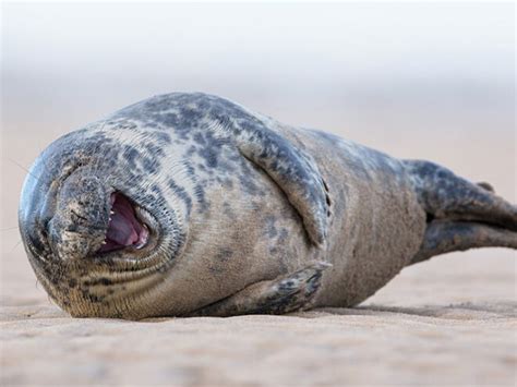 16 Laughing Seal Pictures Proving These Animals Know How To Live