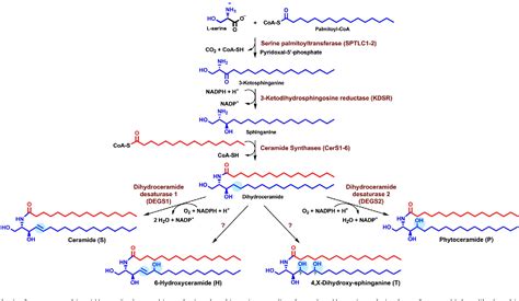 Figure 4 From Ceramide Synthesis In The Epidermis Semantic Scholar