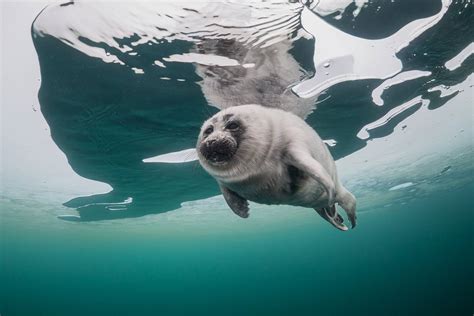 Fot Grafo Ruso Captura A La Foca M S Peque A Del Mundo En El Lago M S